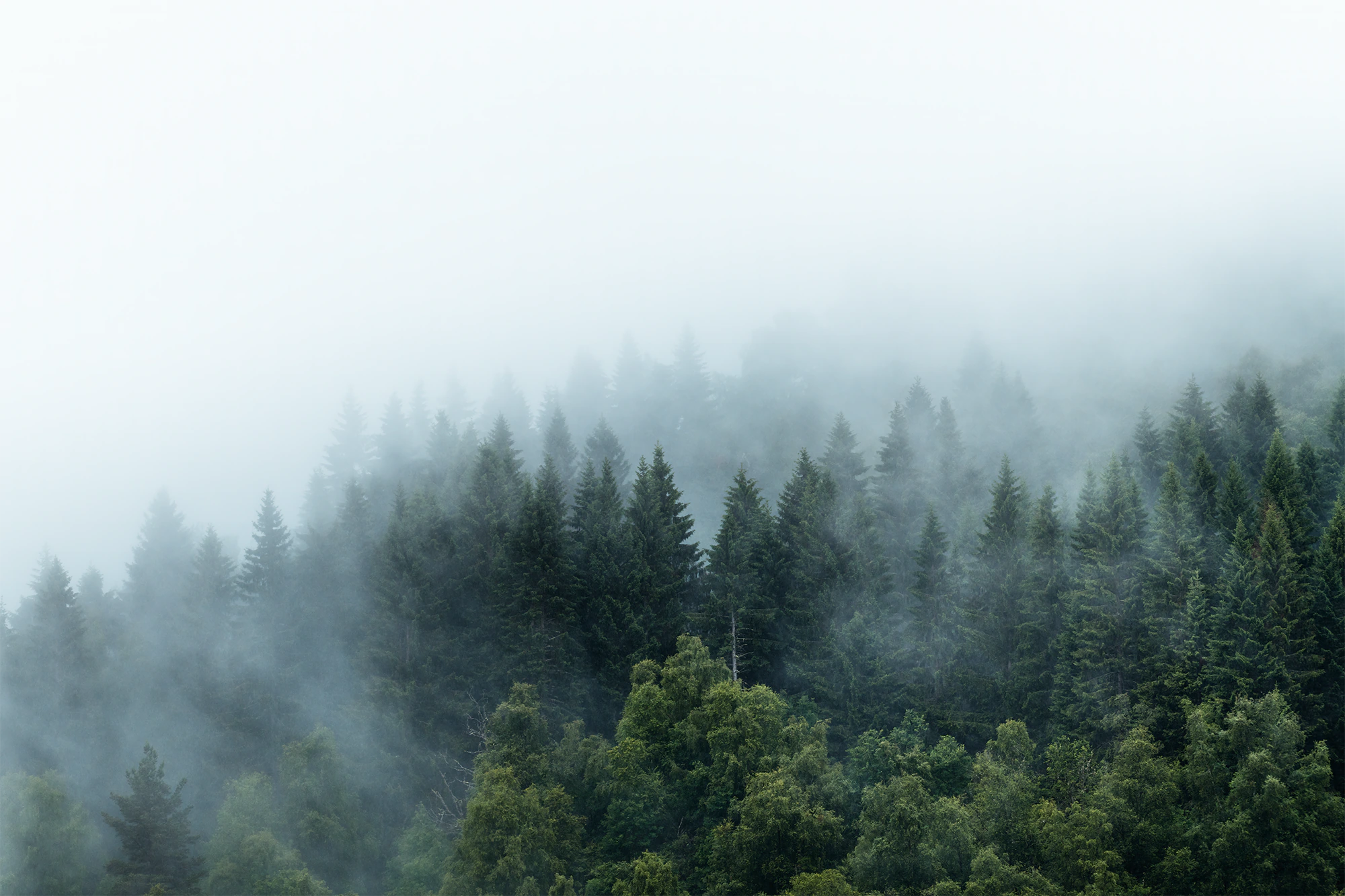 foggy-forest-norway-photowallpaper-pine-trees